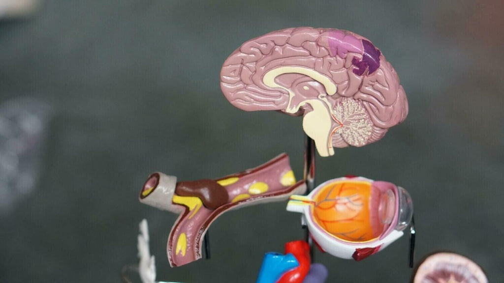 Anatomy & Physiology level 3 (Lashinc) - flirties